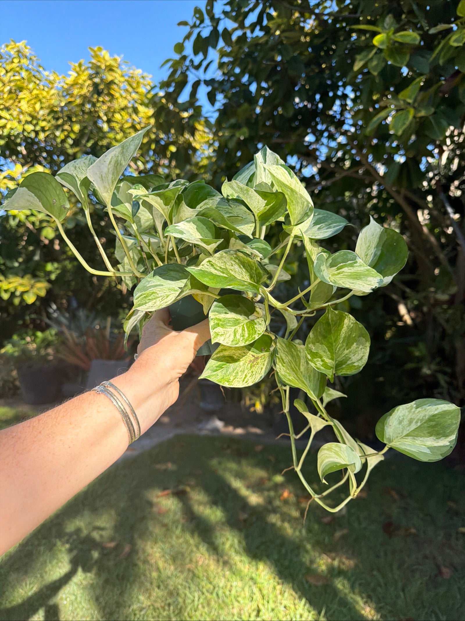 Manjula Pothos, 4” pot - trailing
