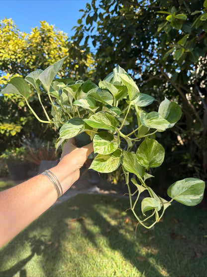 Manjula Pothos, 4” pot - trailing
