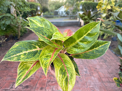 Aglaonema Green Papaya, 6” pot
