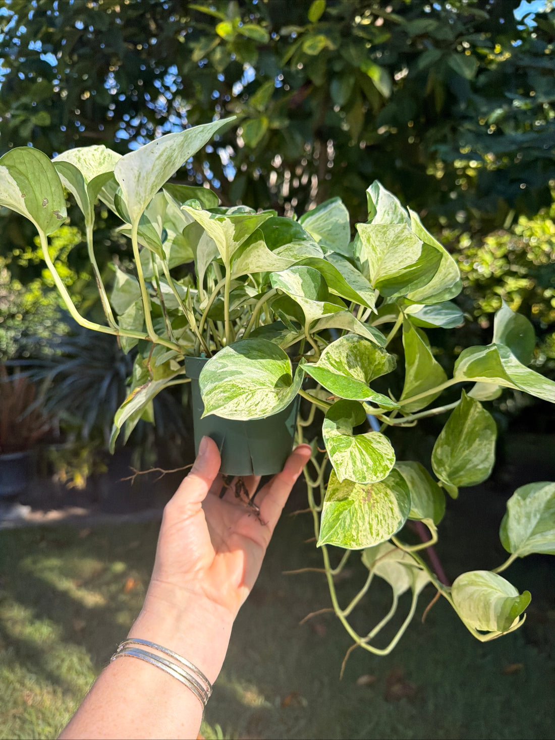 Manjula Pothos, 4” pot - trailing