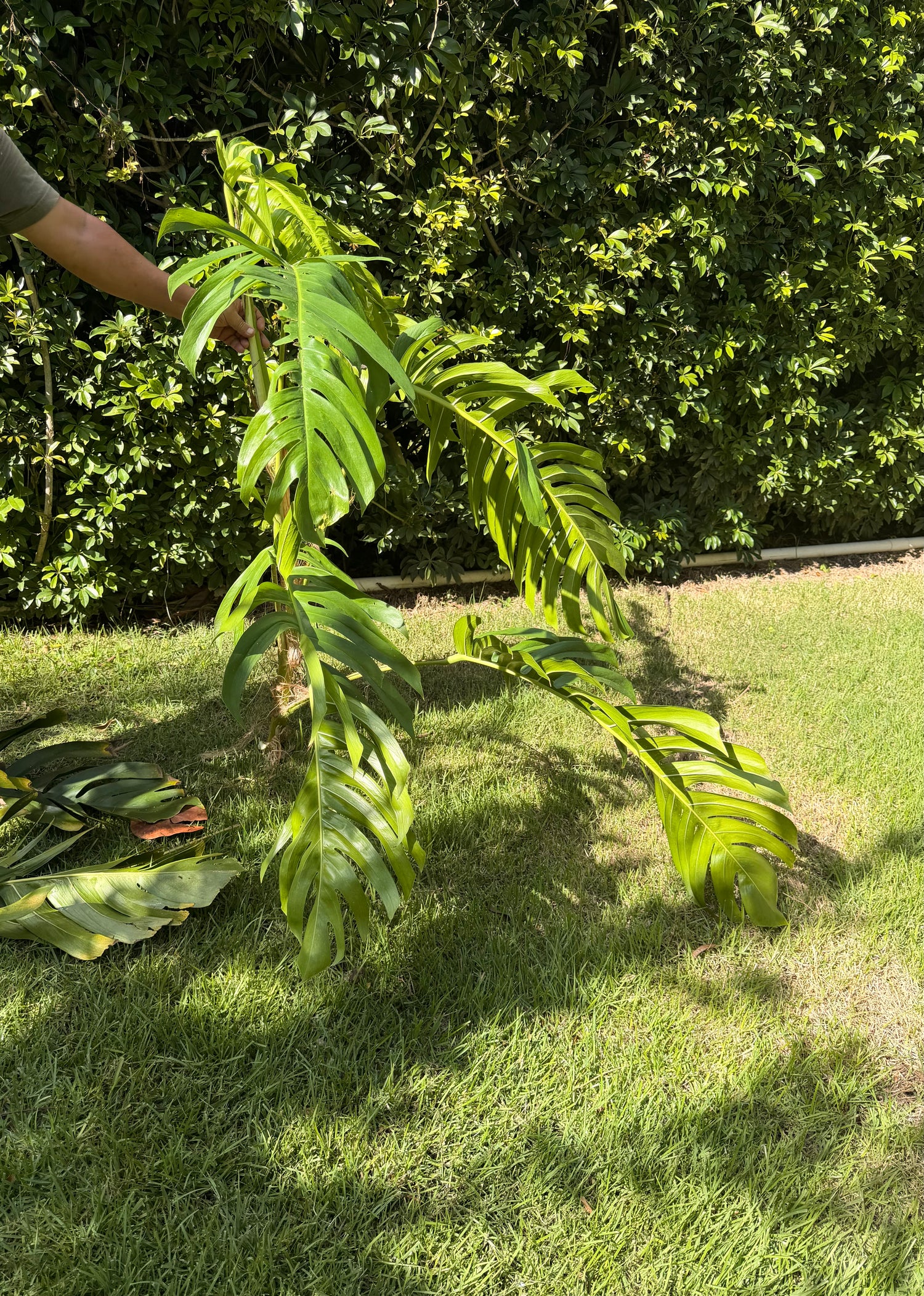 Cebu Blue wet stick, 3 nodes. Leaves will be removed for shipping