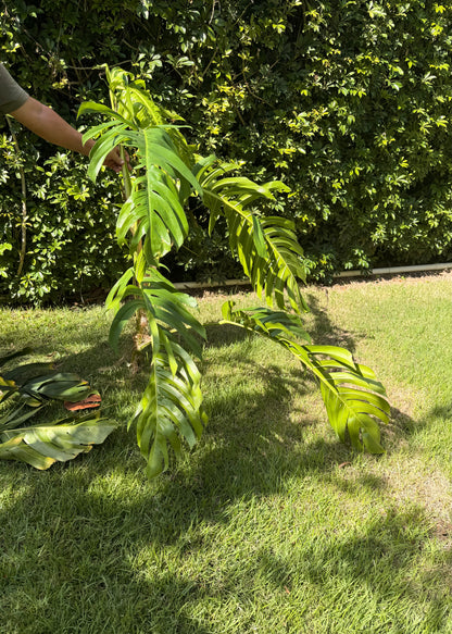 Cebu Blue wet stick, 3 nodes. Leaves will be removed for shipping