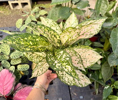 Aglaonema Etta Rose, 6” pot