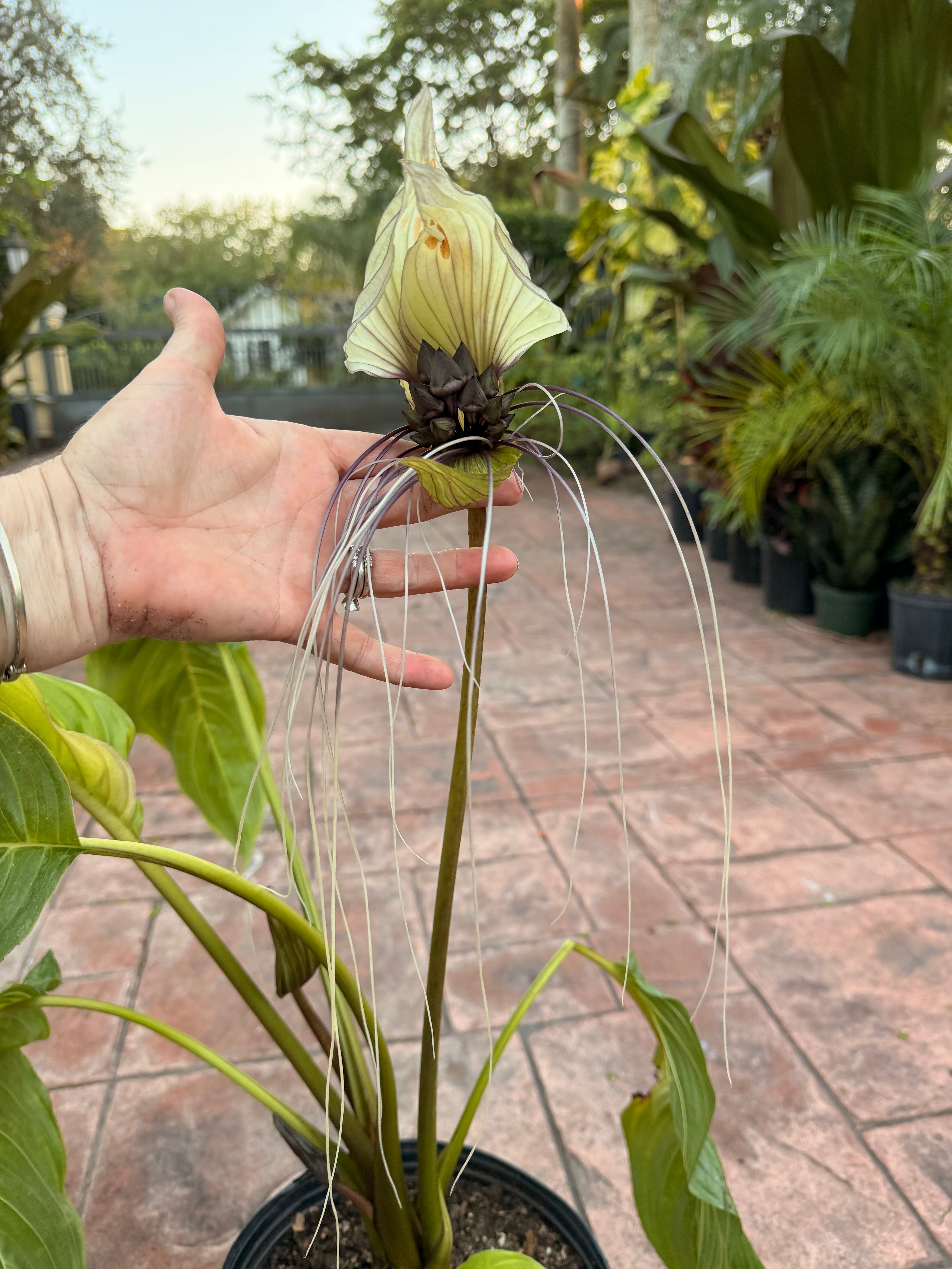 White Tacca Bat plant, 10” pot. Tacca chantieri - Will ship with a bud.