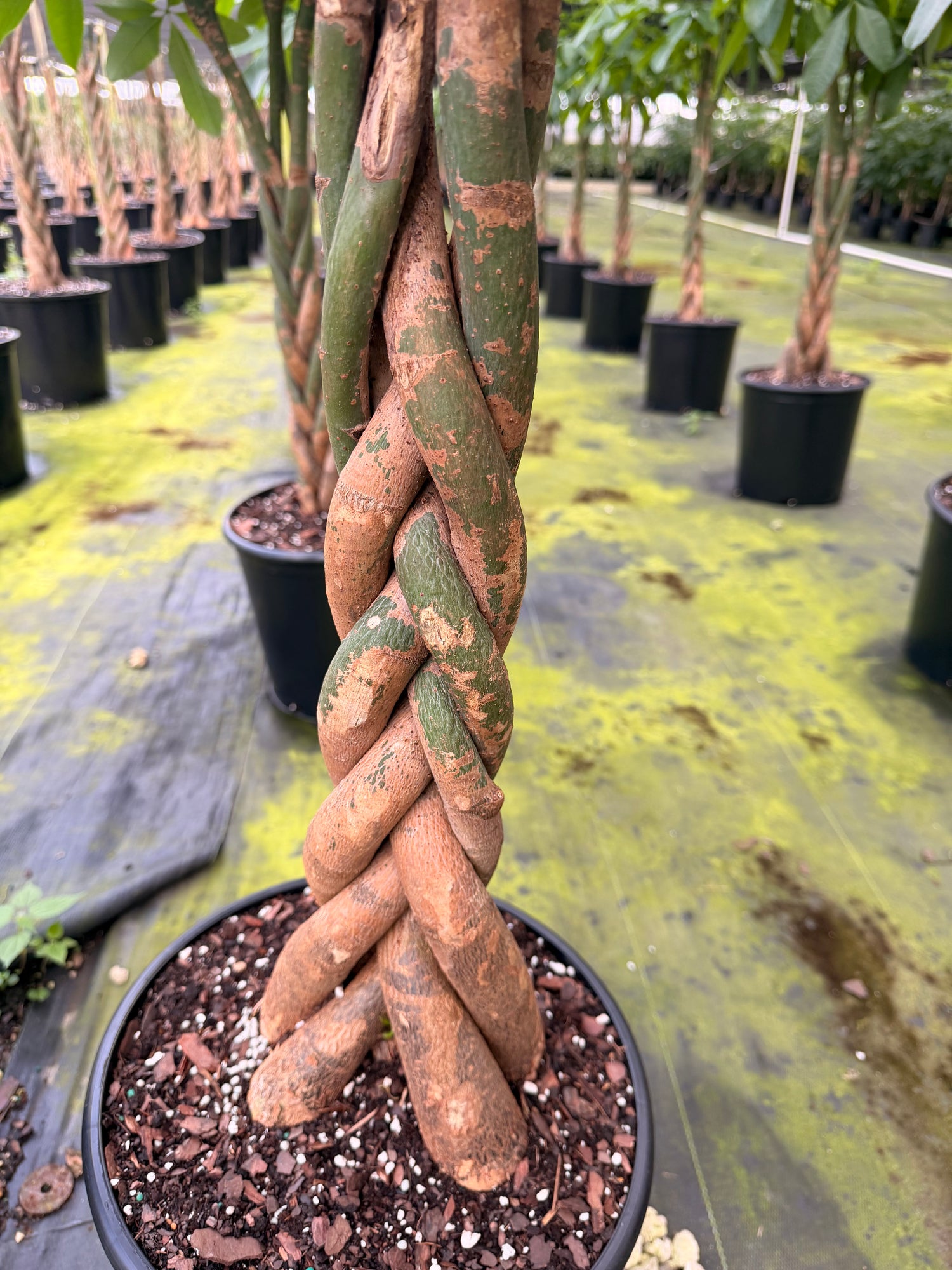 Money tree, tall braid, new heads, 12” pot