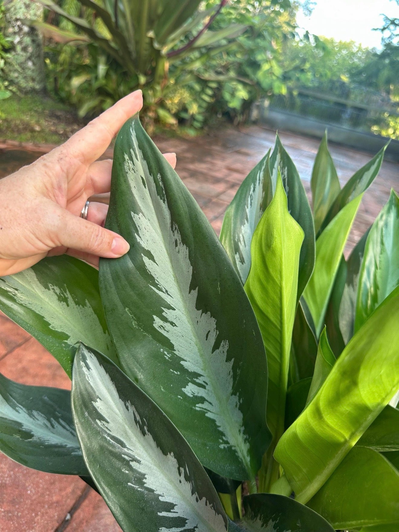 Aglaonema Stiletto, 10” pot