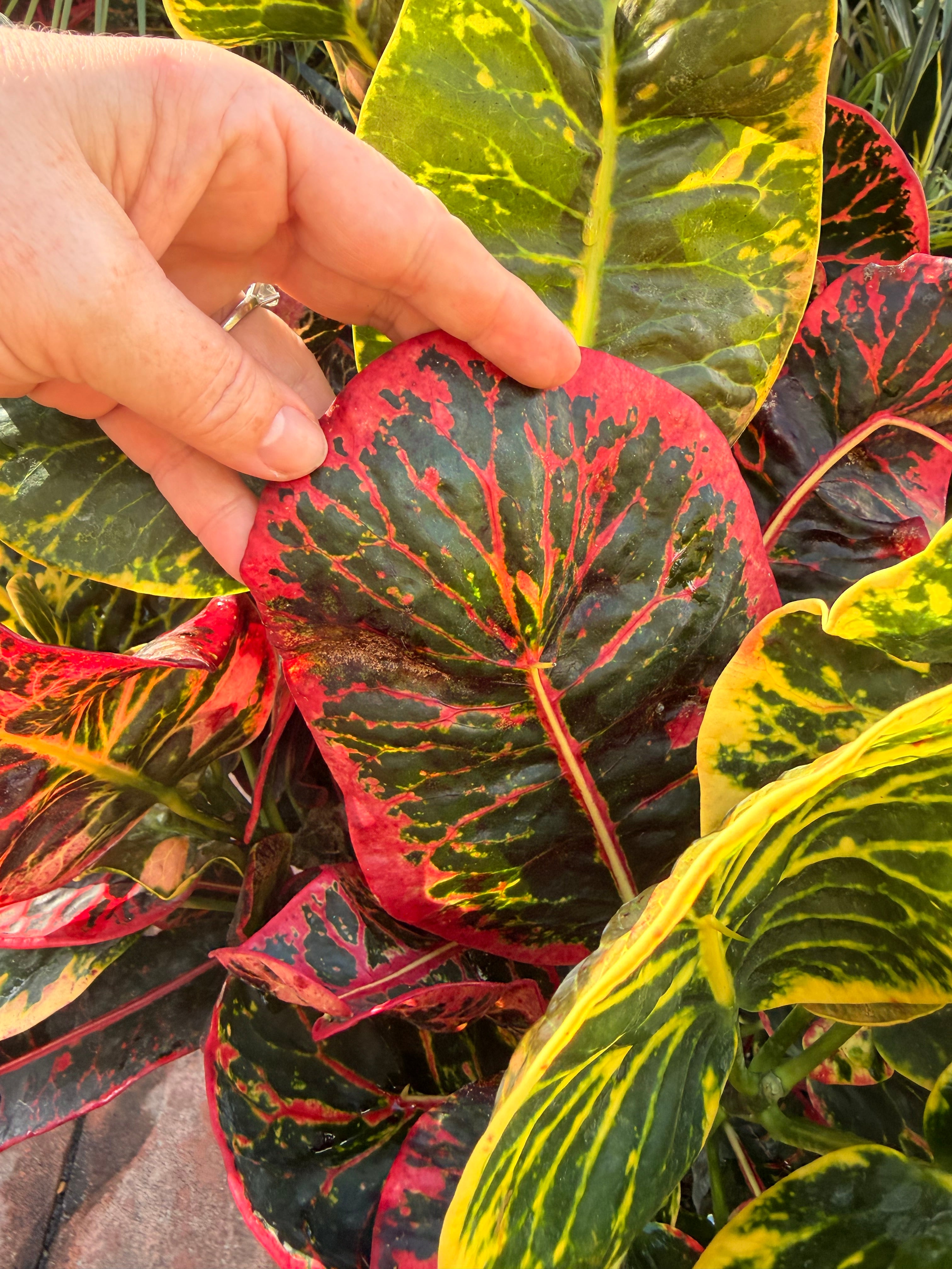Round Leaf Croton, Thai hybrid, 10” pot - Full