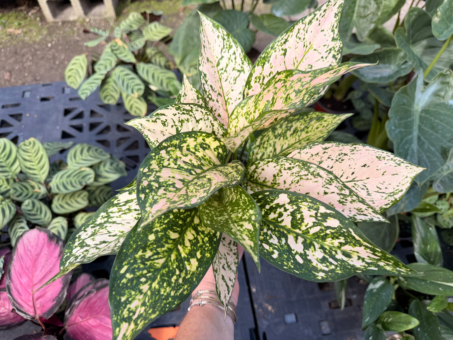 Aglaonema Etta Rose, 6” pot