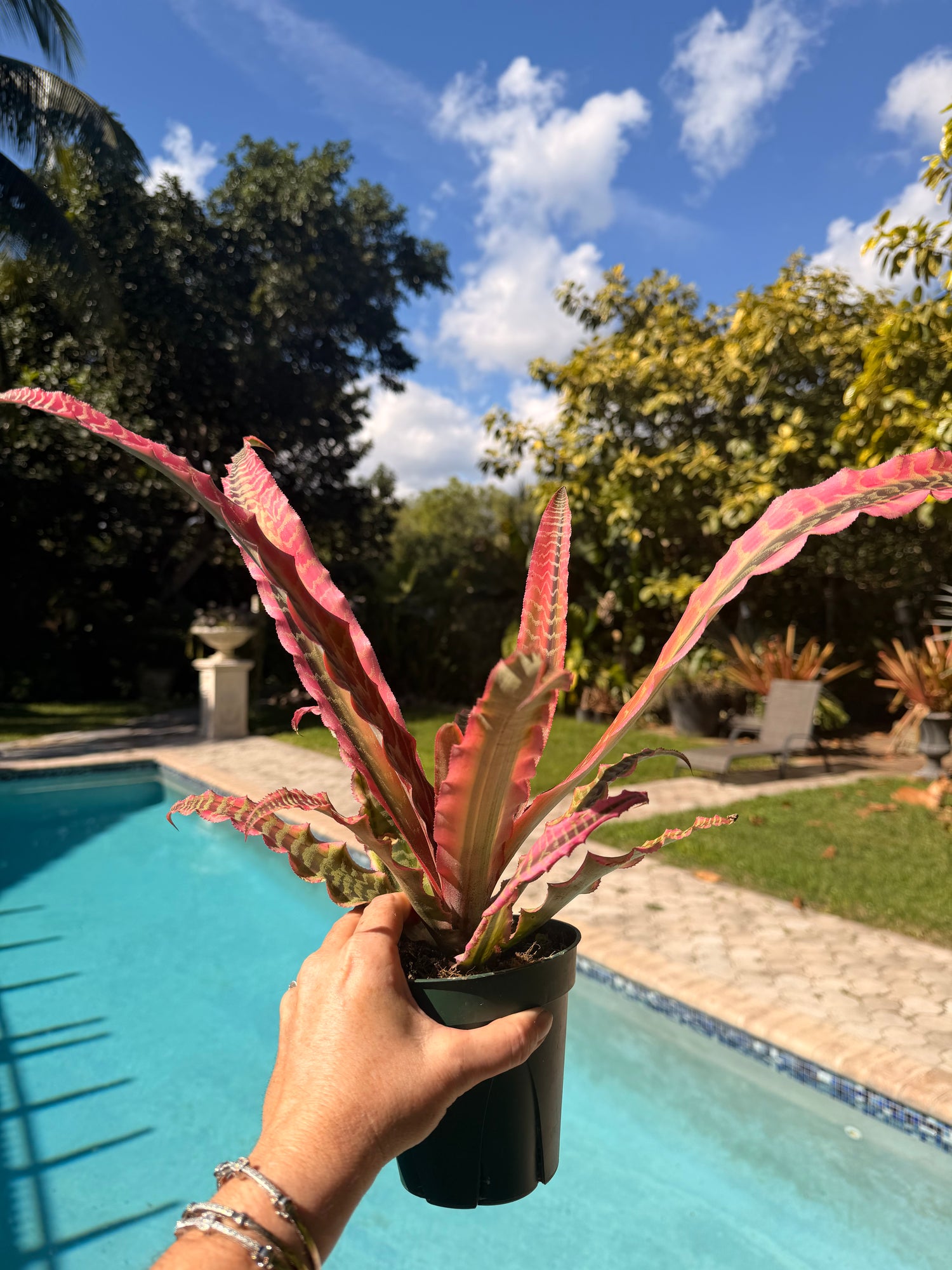 Cryptanthus Elaine, 5” pot