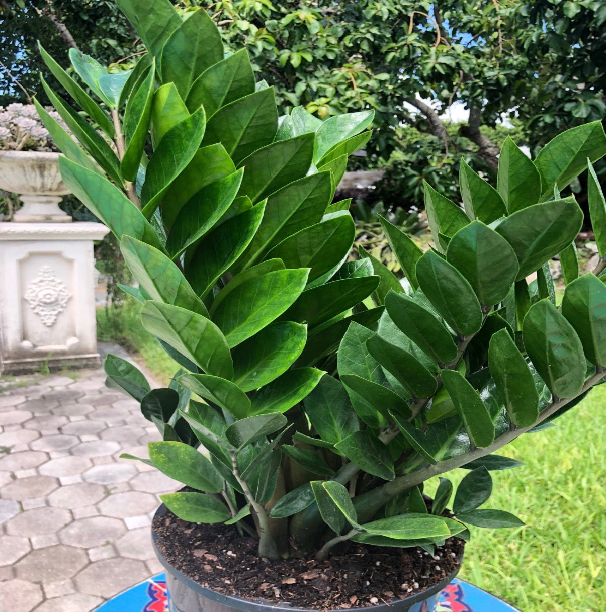 ZZ plant - Zamioculcas zamiifolia, 8” pot
