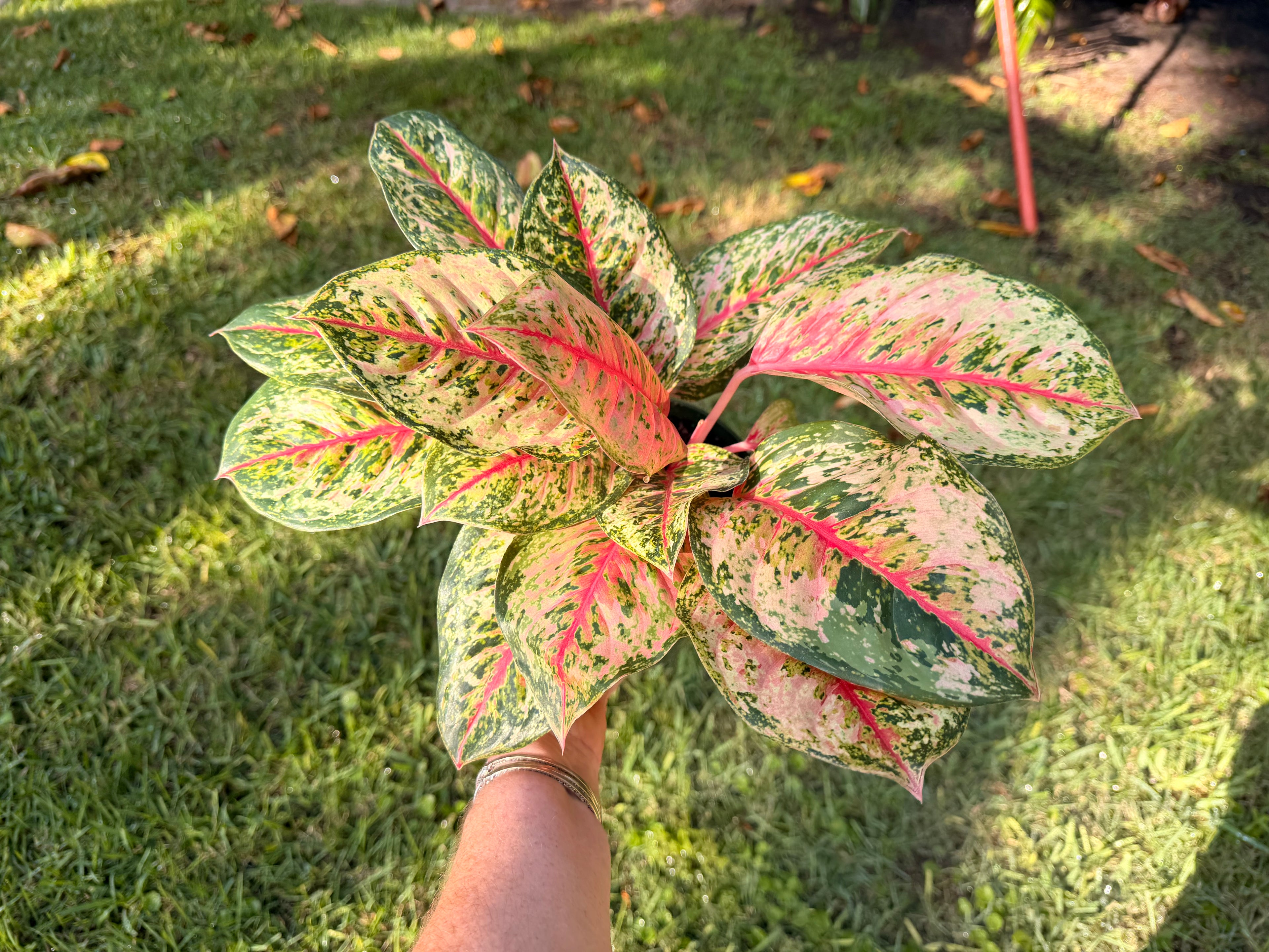 Aglaonema Crosbys Christmas, 6” pot