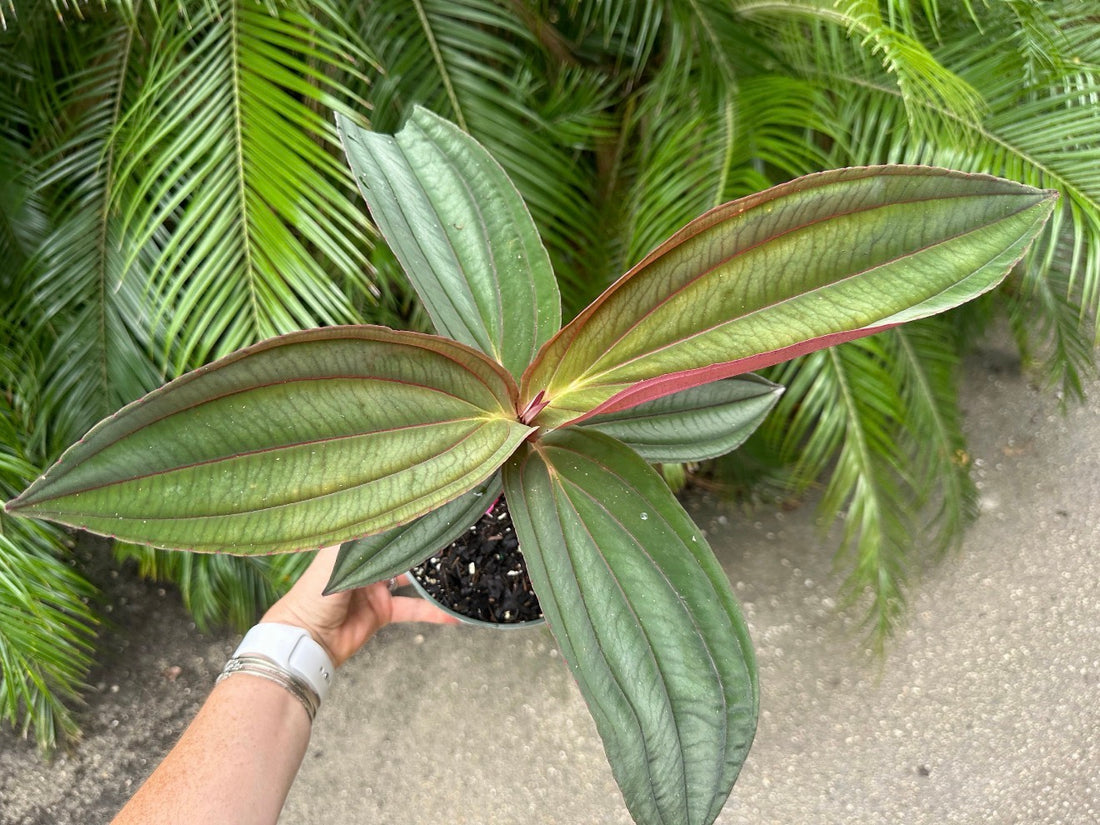 Medinilla Gregori Hambali, 6” pot