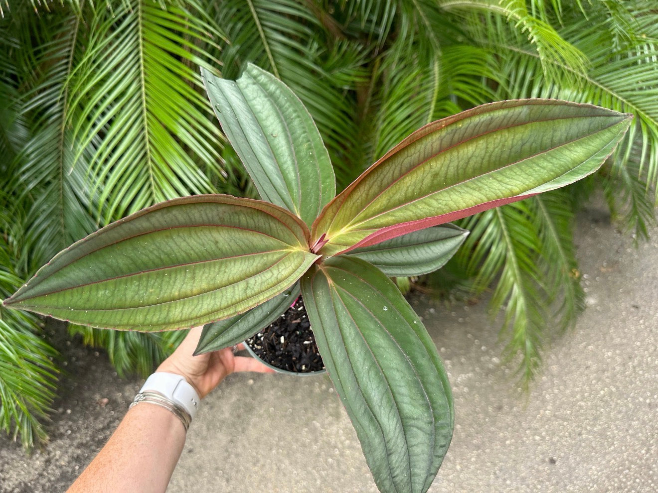 Medinilla Gregori Hambali, 6” pot