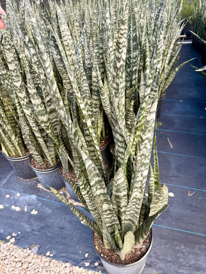 Sansevieria Peppermint, 10” pot - Ships GROUND