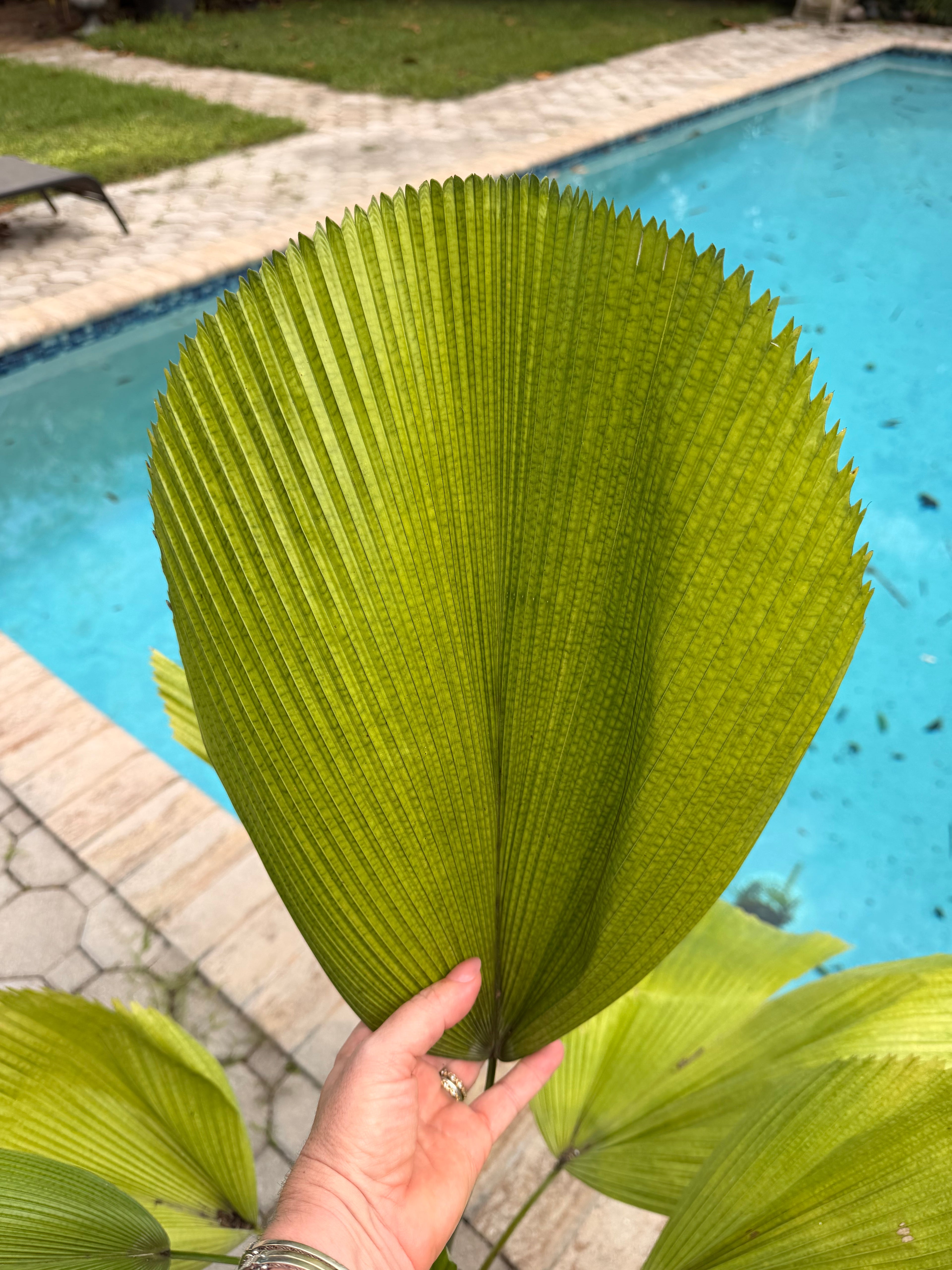 Licuala palm, 8” pot