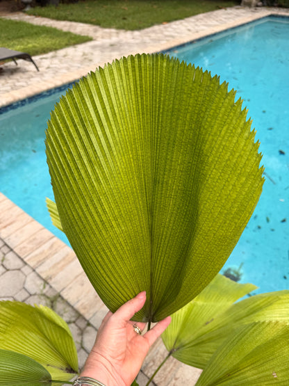 Licuala palm, 8” pot