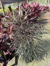 Load image into Gallery viewer, False aralia, 10” pot