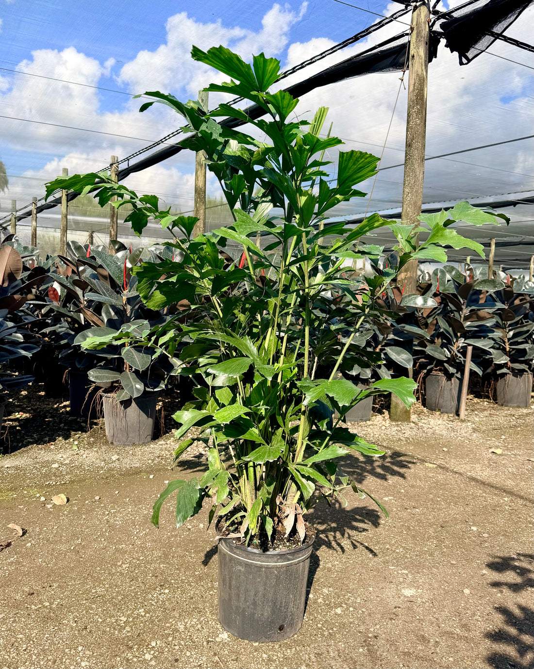 Fishtail palm, 10” pot 60” tall Caryota Mitis