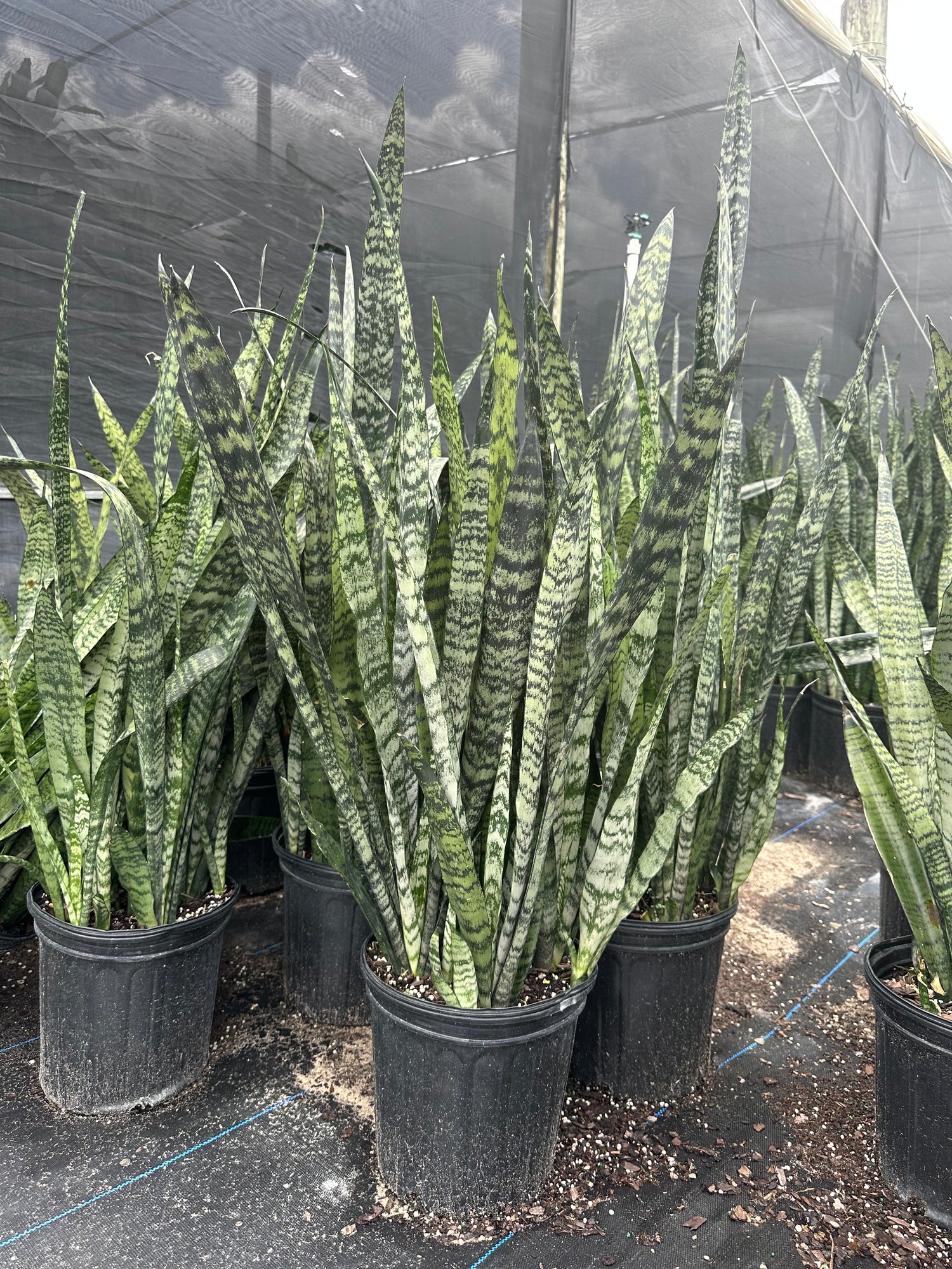 Sansevieria Zeylanica, 10” pot