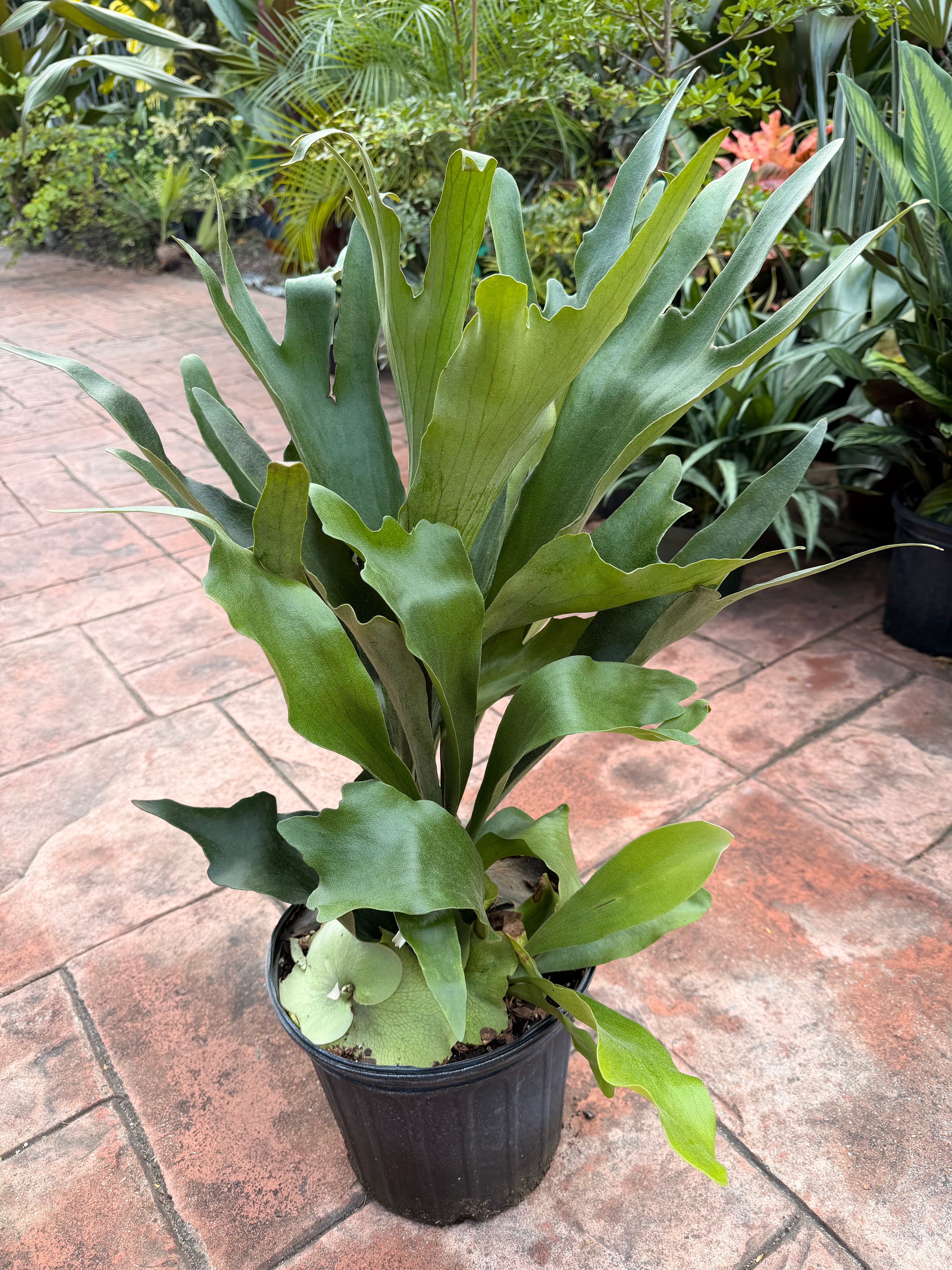 Large Staghorn fern in 8” pot