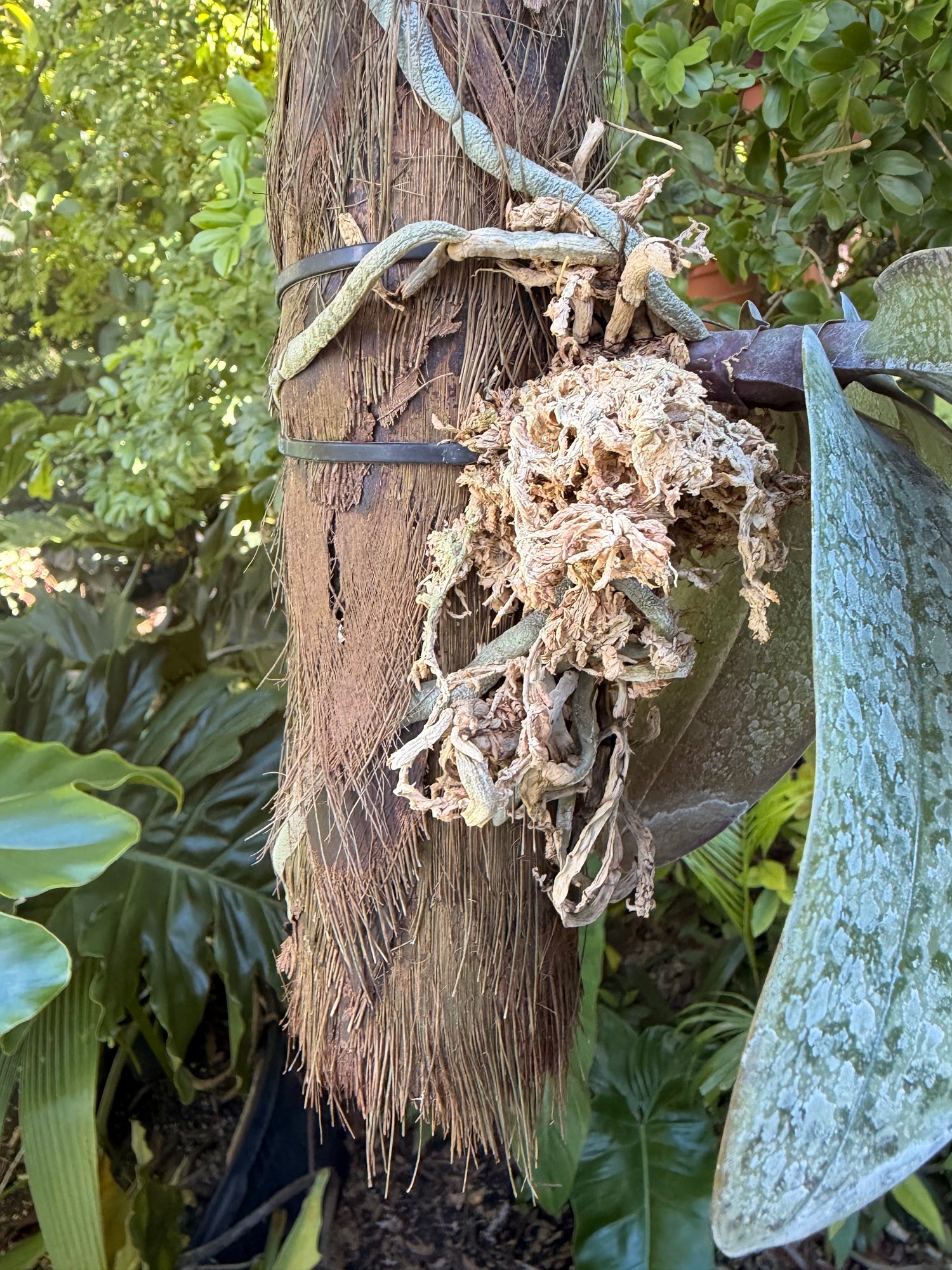 Mounted Phalaenopsis schilleriana