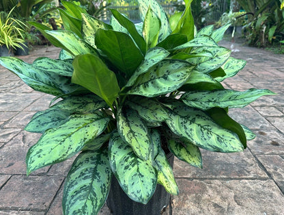 Aglaonema Mi Primo, 10” pot