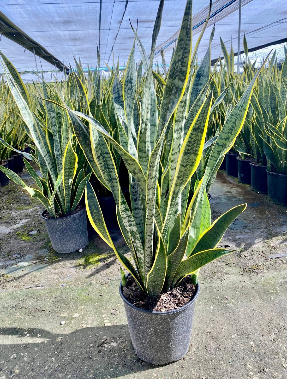 Sansevieria Laurentii, 10” pot