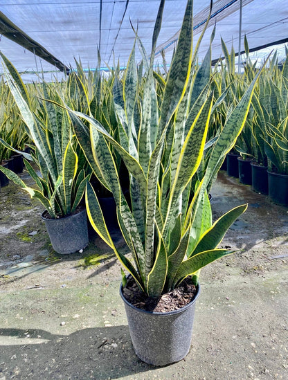 Sansevieria Laurentii, 10” pot