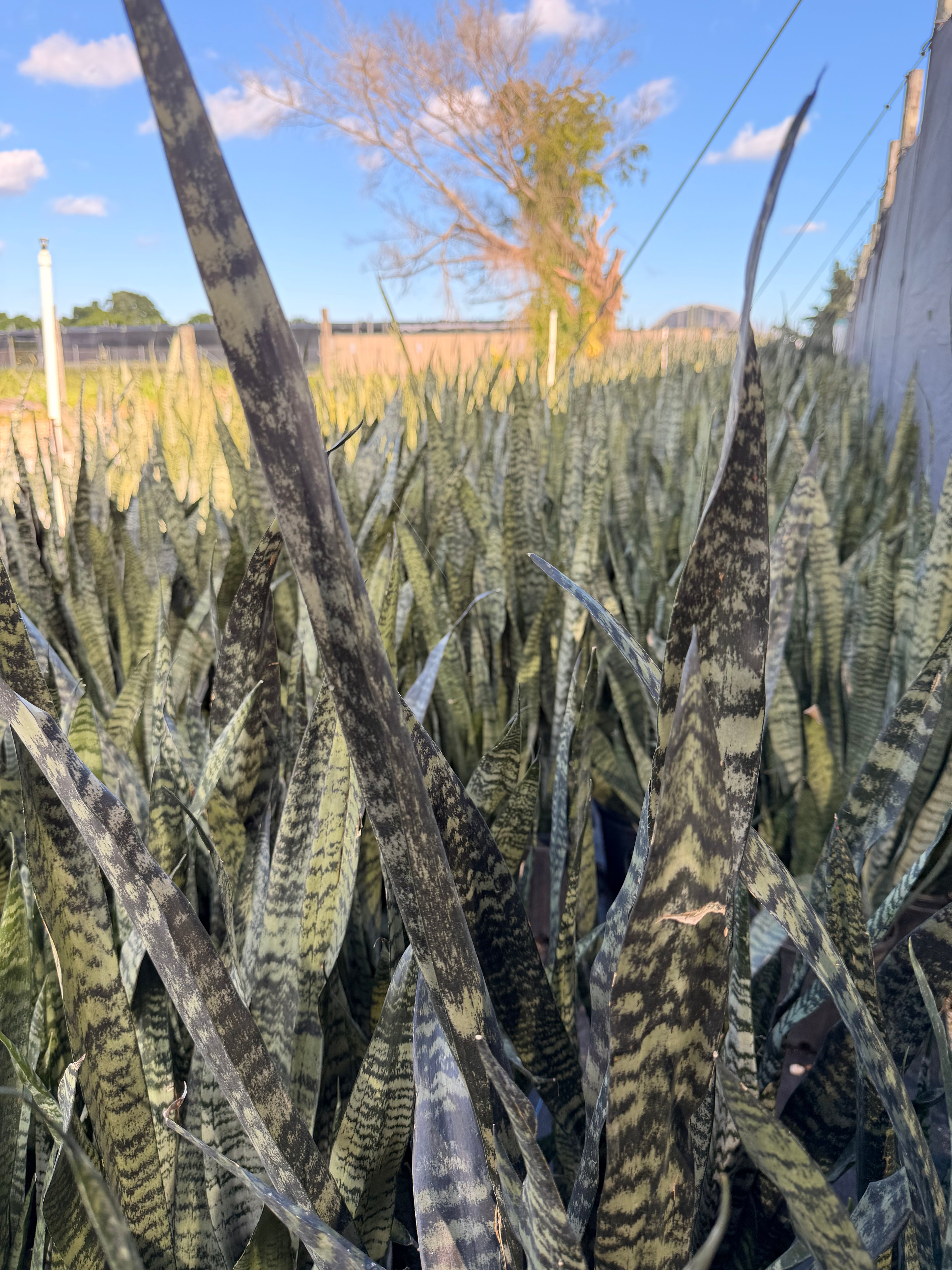 Sansevieria Wintergreen, 10” pot - Ships GROUND