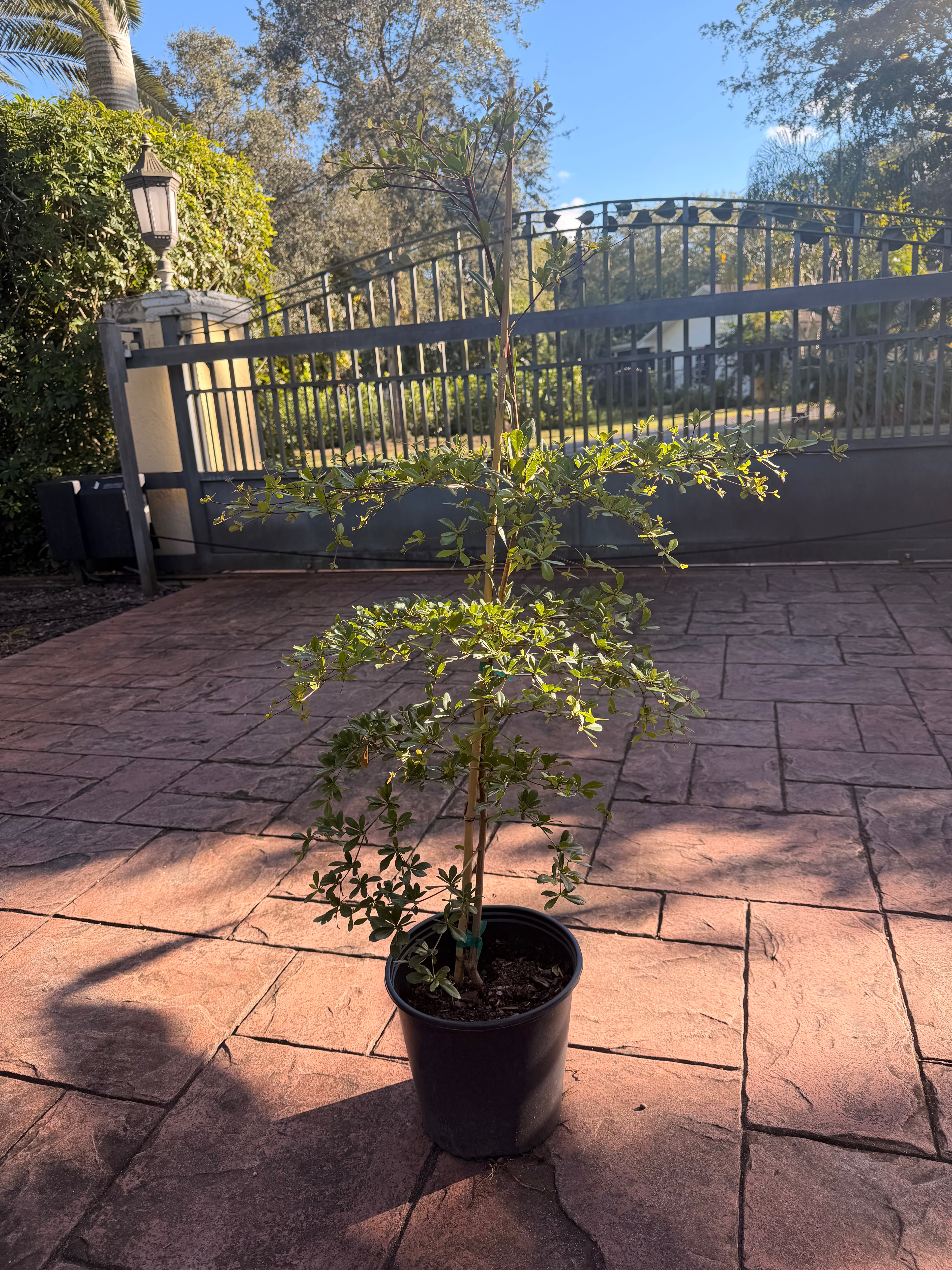 Shady Lady, Bucida, 10” pot. 48” box