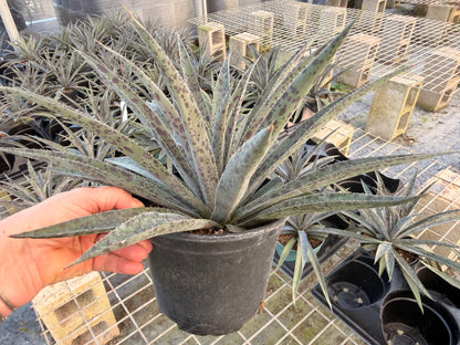 Mangave Pineapple Express, 6” pot