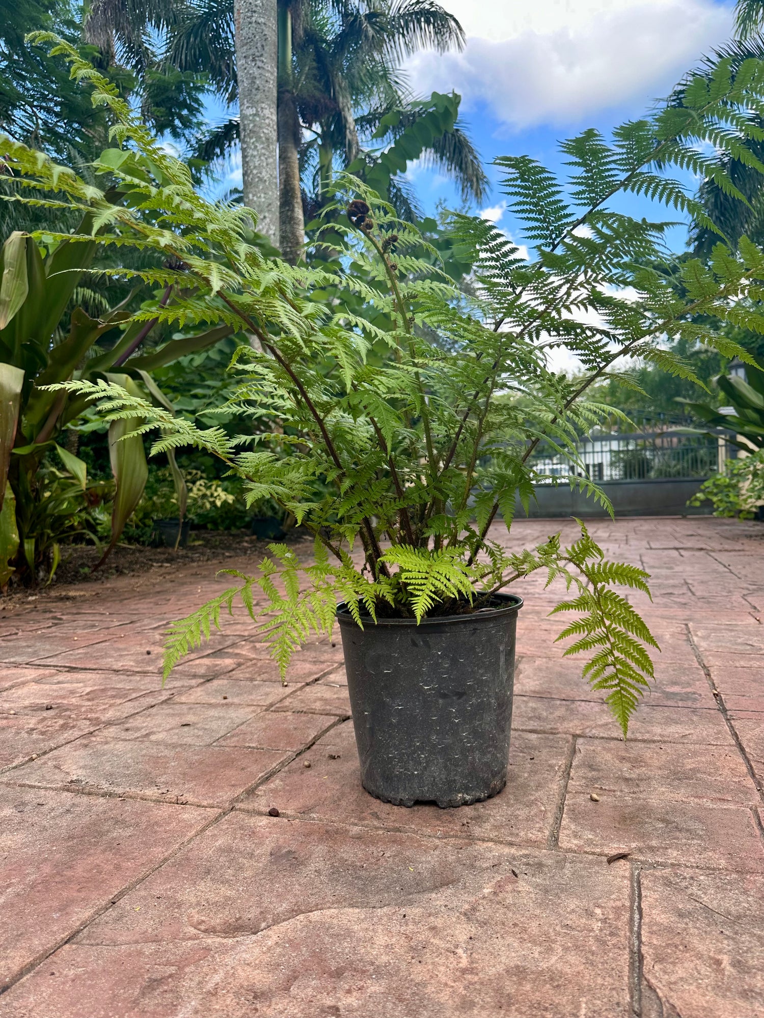 Australian Tree Fern, 10” pot