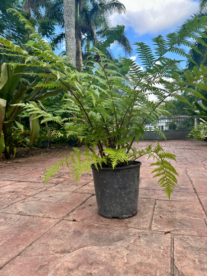 Australian Tree Fern, 10” pot