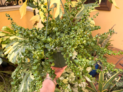 Aeschynanthus Rasta, Lipstick plant, 8” basket - Large