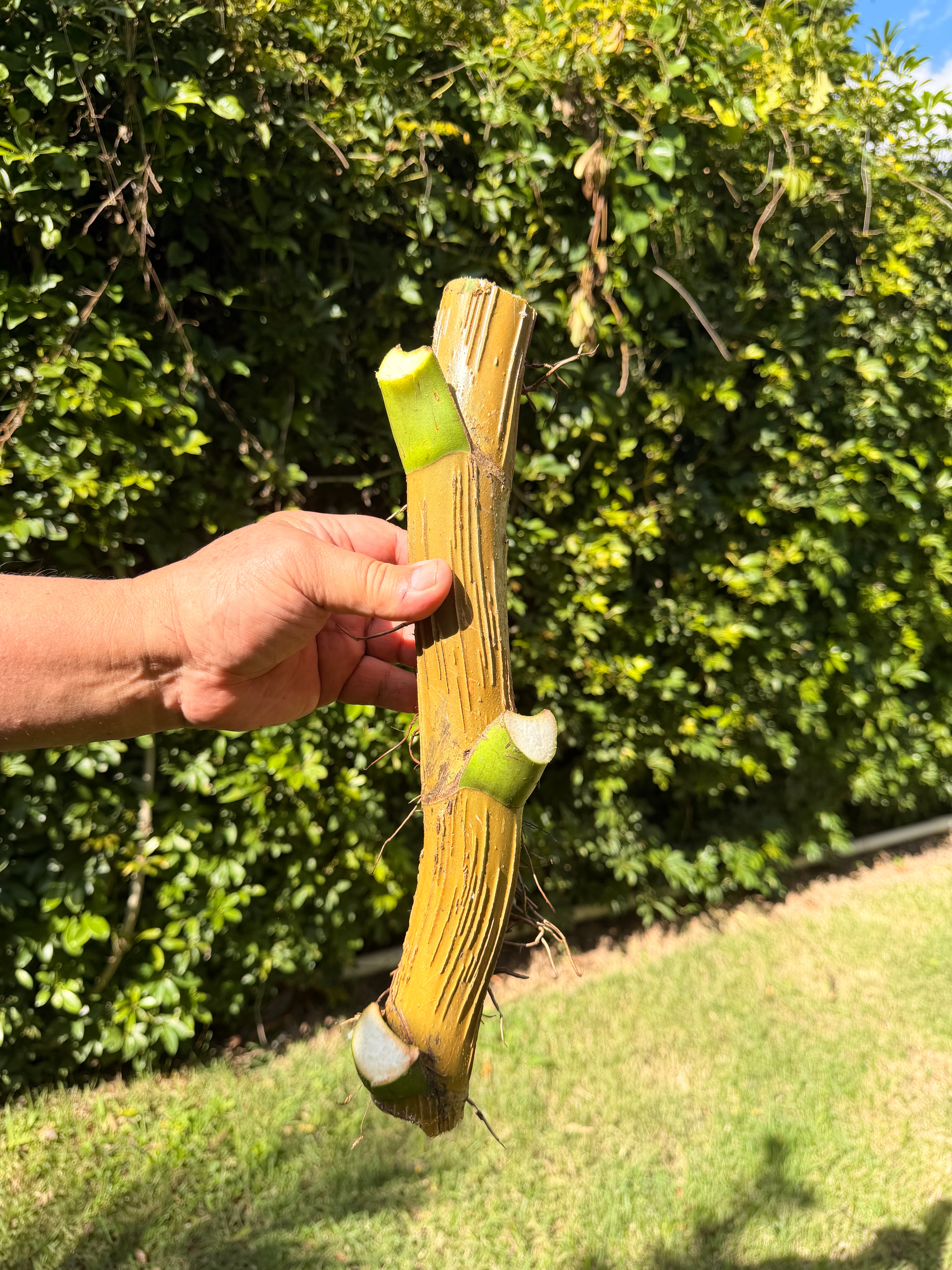 Cebu Blue wet stick, 3 nodes. Leaves will be removed for shipping