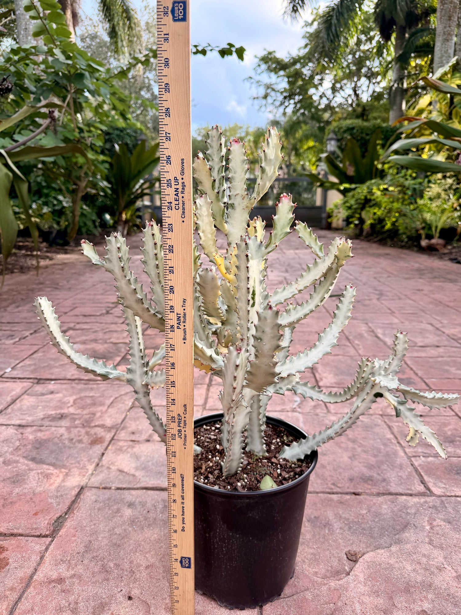 White Ghost Cactus, Euphorbia lactea, 10” pot/3 g pot. Actual plant