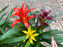 Load image into Gallery viewer, Guzmania planting, 8” pot. 3 plants per pot Different colors