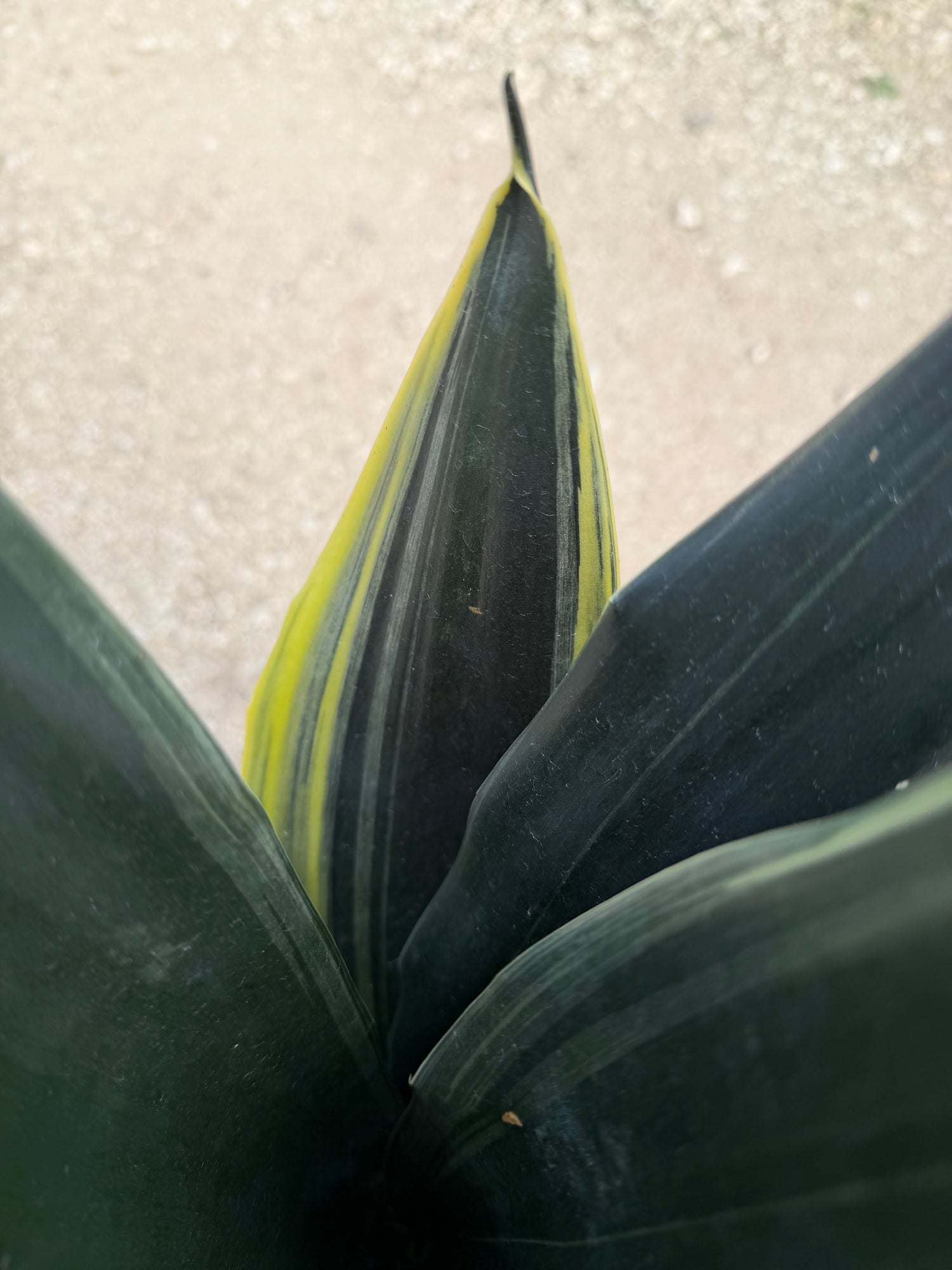 Sansevieria Fabi, 10” pot - Ships GROUND