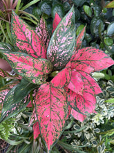 Load image into Gallery viewer, Aglaonema Anayamanee, 6” pot