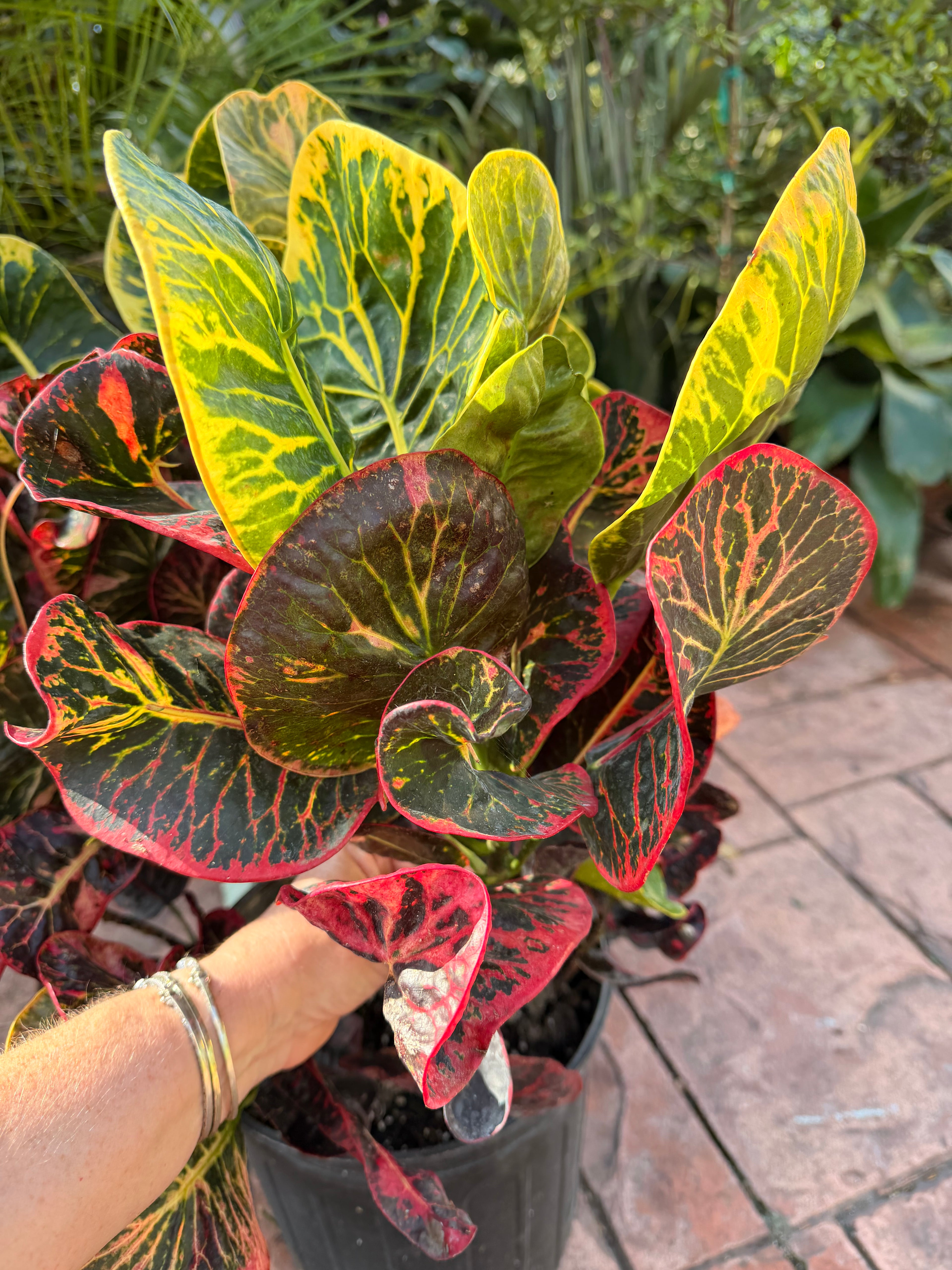 Round Leaf Croton, Thai hybrid, 10” pot - Full