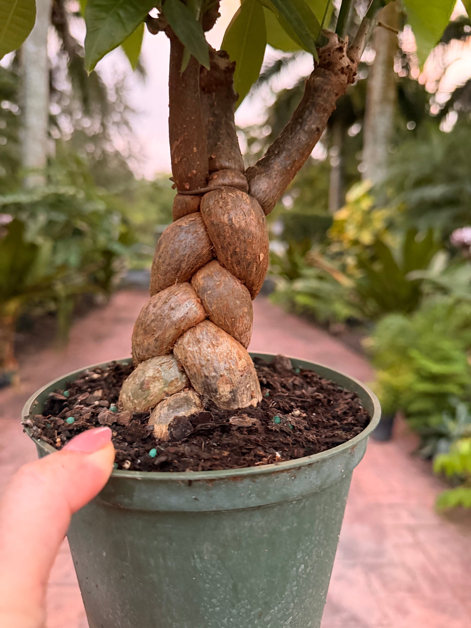 Money tree, Jumbo braid, 6” pot