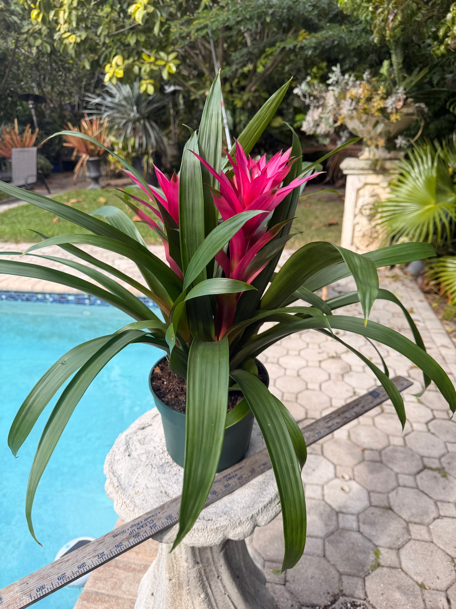 Guzmania planting, 8” pot. 3 deep pink plants per pot