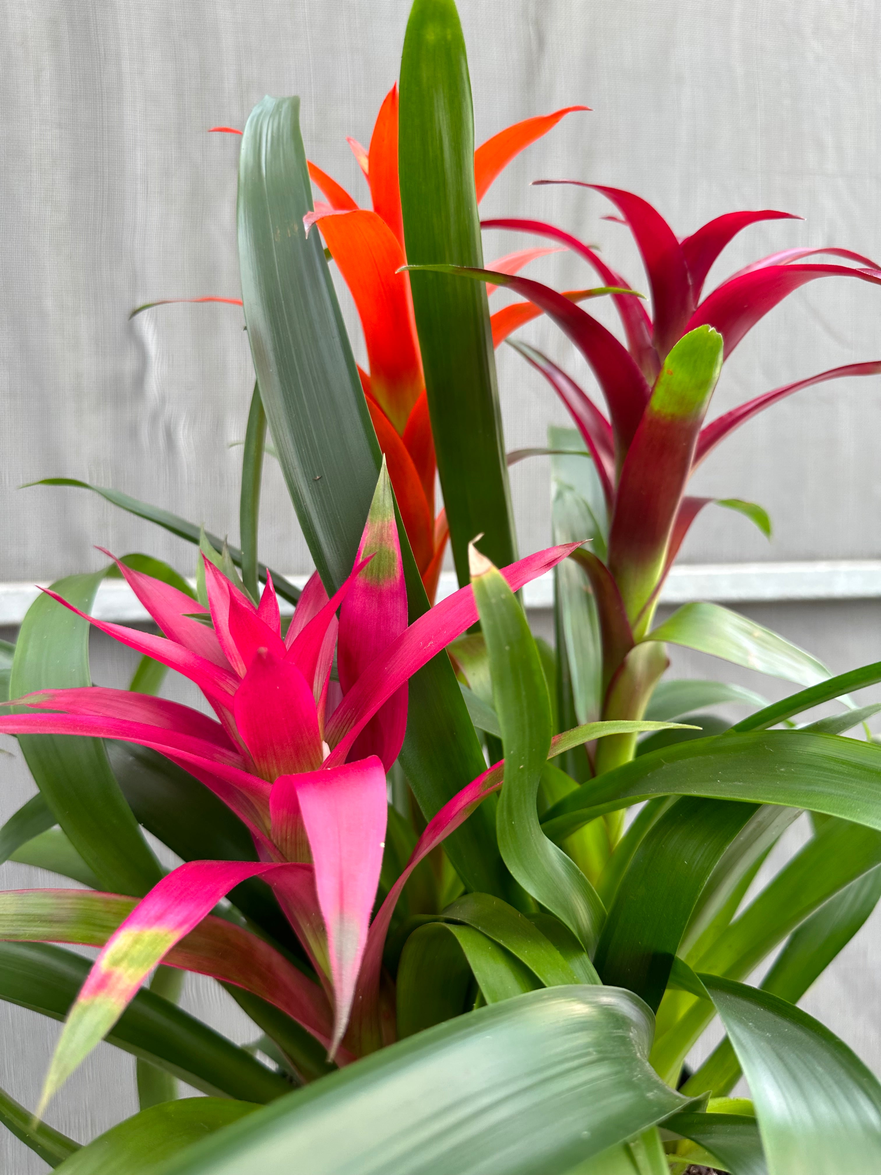 Guzmania planting, 8” pot. 3 plants per pot
