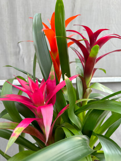 Guzmania planting, 8” pot. 3 plants per pot