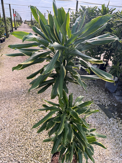 Dracaena Moonlight cane, 10” pot