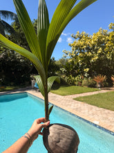 Load image into Gallery viewer, Sprouted Coconut. Large nut. Ready to plant or grow in water.