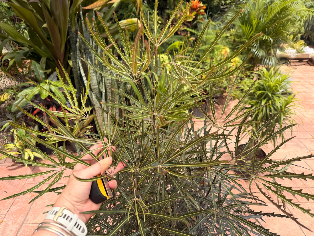 False aralia, 10” pot 60” box