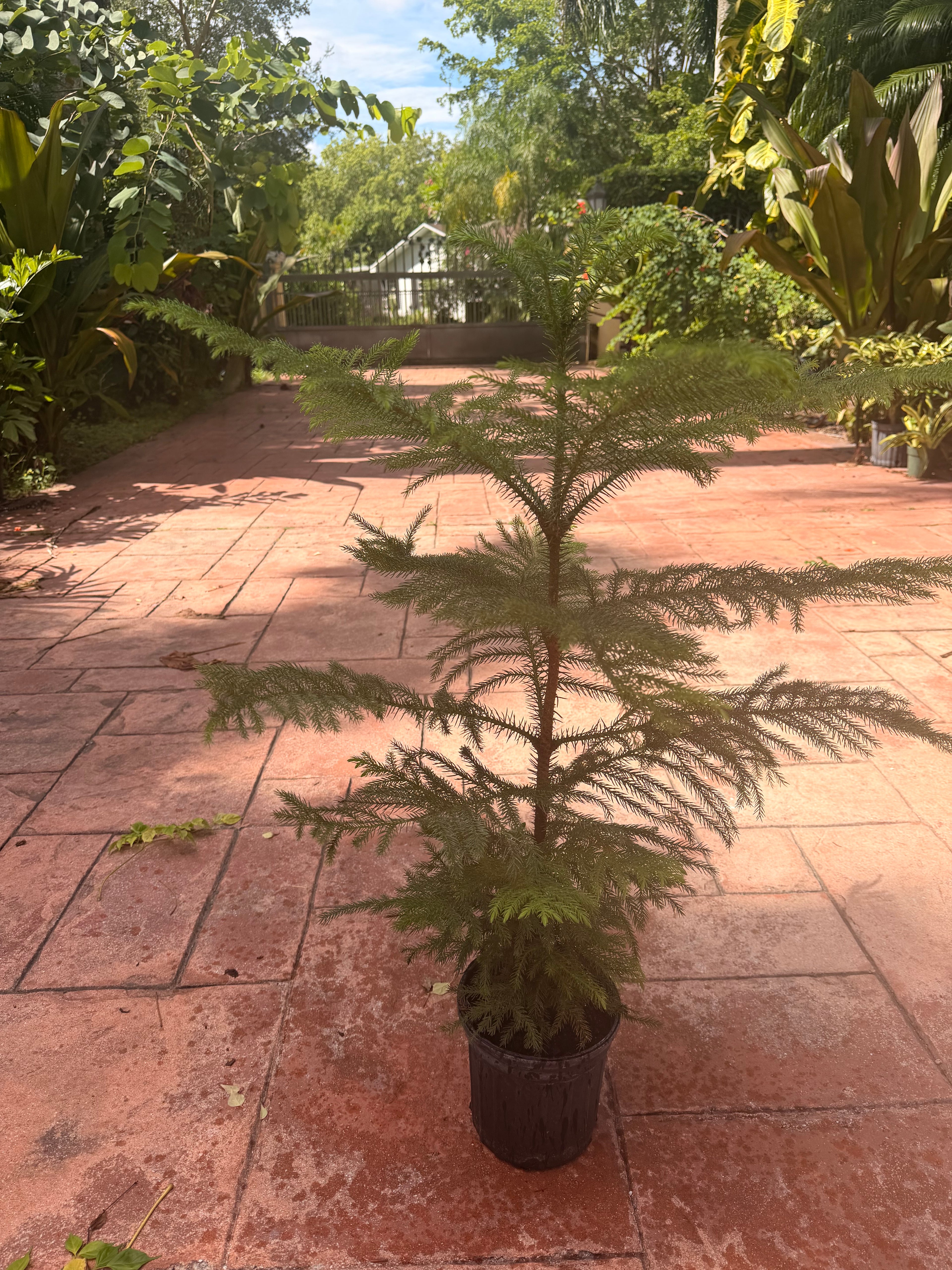 Norfolk Island Pine, 1 g pot