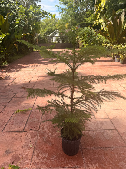 Norfolk Island Pine, 1 g pot