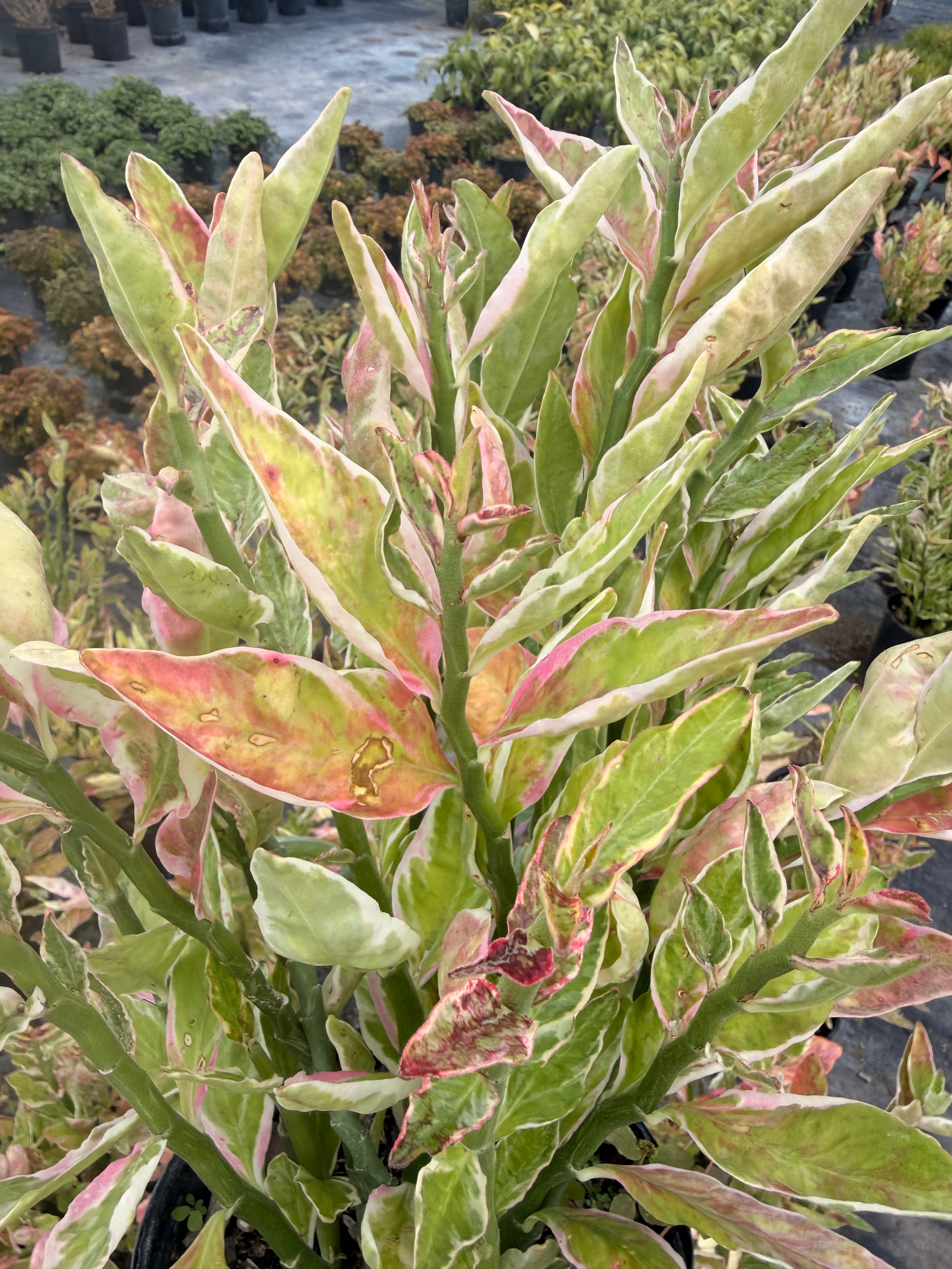 Devils Backbone plant, Zig Zag plant, 1 g/deep 6” pot